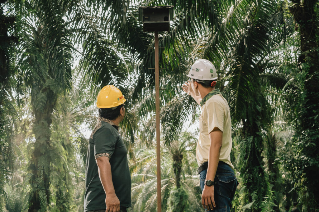 Installing barn owl nests to grow their populations as part of our Integrated Pest Management approach to reduce the use of chemical fertilizers